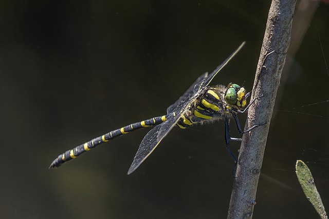 Dragonfly in need of conservation