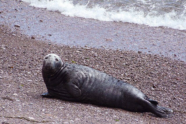 grey seal recovery UK