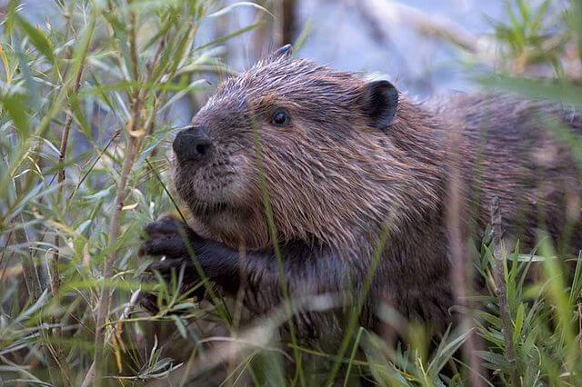 beavers restore wetlands