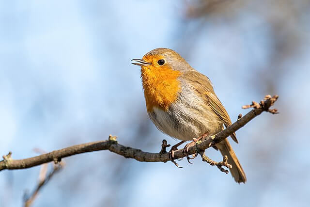 British songbirds declining