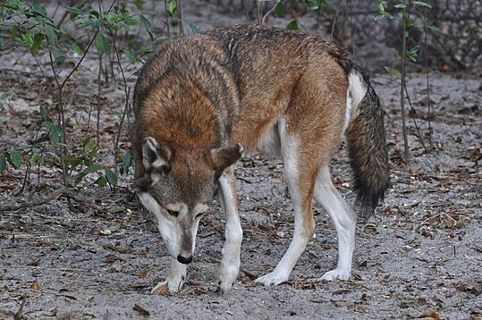 red wolf facing extinction in biodiversity crisis