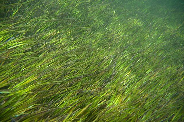 Sea grass restoration UK