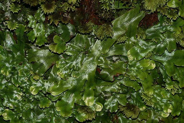liverworts facing extinction