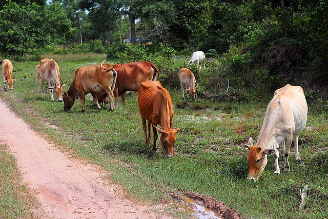 cattle linked to deforestation of Amazon