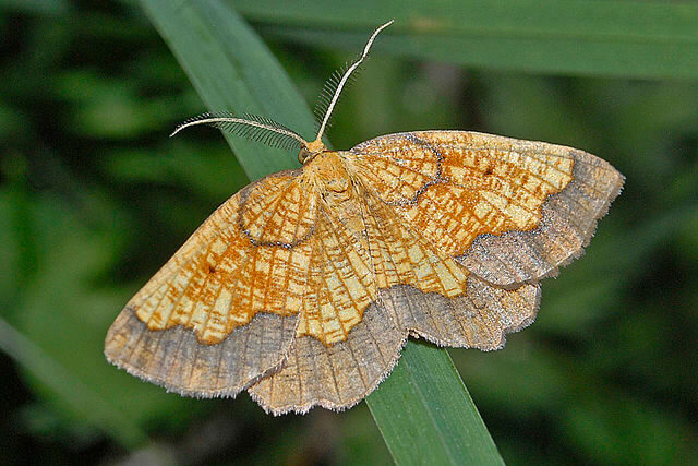 dark bordered beauty moth