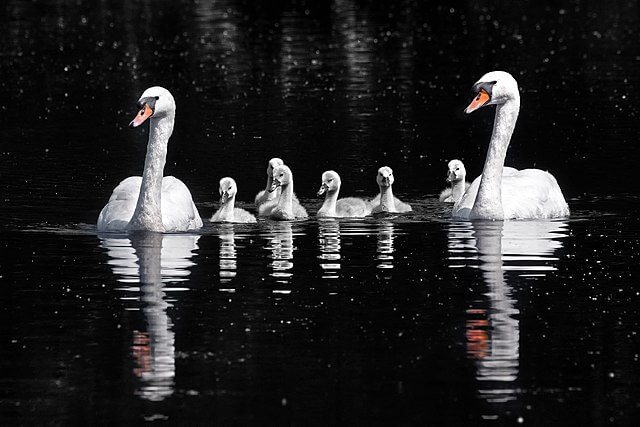 swan numbers dropping