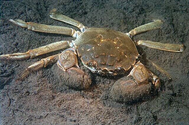 Chinese mitten crab invasive species