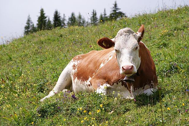 cow methane emissions