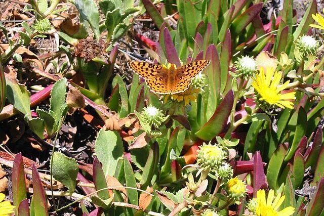 myrtle silverspot butterfly