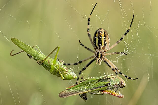 The wasp spider
