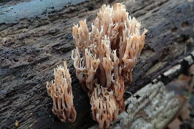 candelabra coral fungus