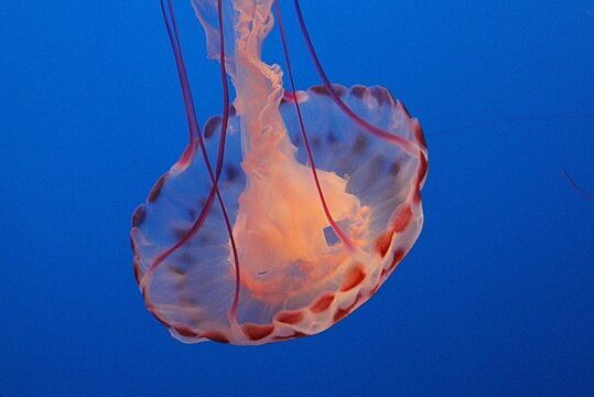 deep sea mining stresses jellyfish