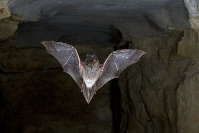 western barbastelle bat