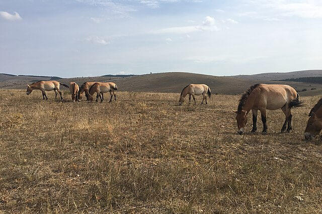 Przewalski’s horses