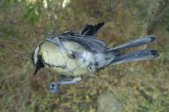 bird caught in net