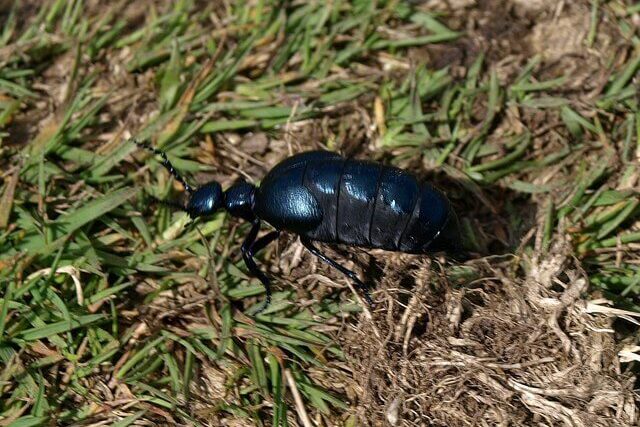 black oil beetle