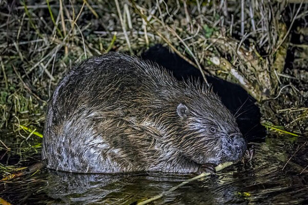 Hundreds of wild beavers now living in Kent - Natural World Fund