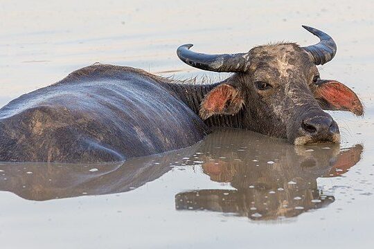 water buffalo