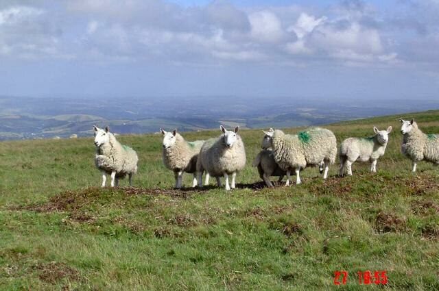Sheep in Darmoor