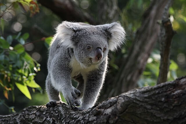 Koala_in_Zoo_Duisburg (2) koala