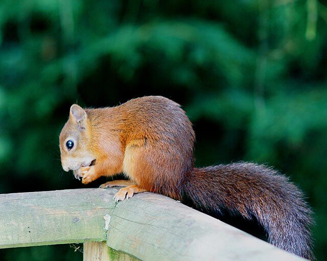 red squirrel