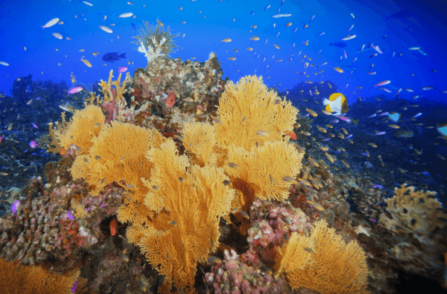 Sea_fans_coral_reef_Pagan_2022 (1) coral reef