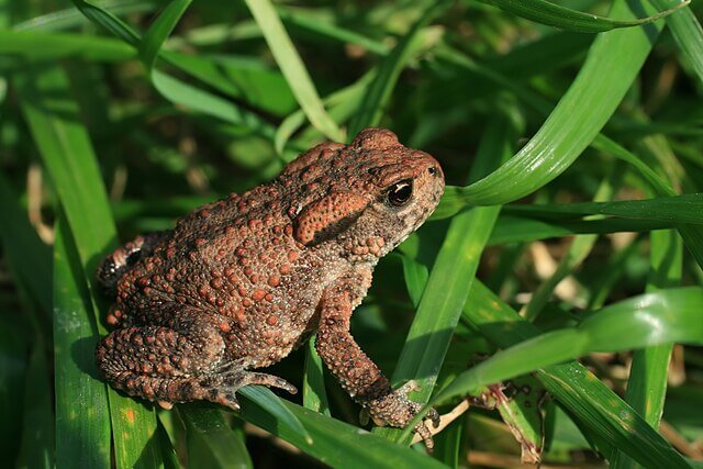 common toad
