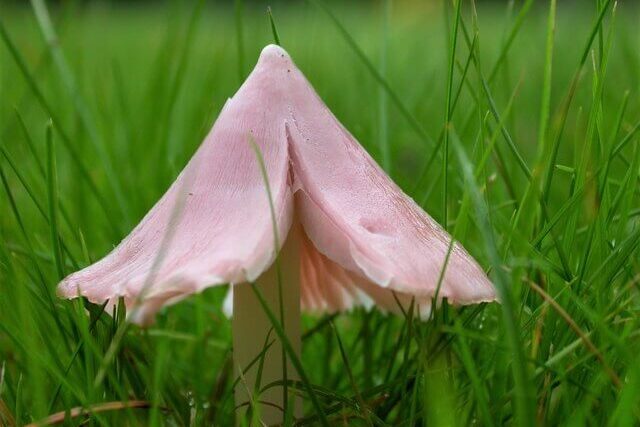 Pink waxcap