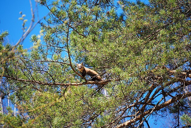 pine marten