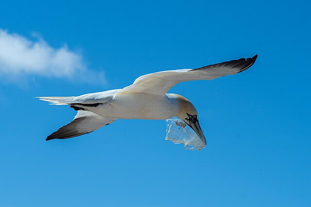 northern gannet plastic