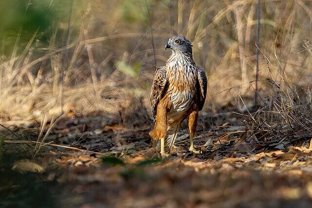 Red Goshawk