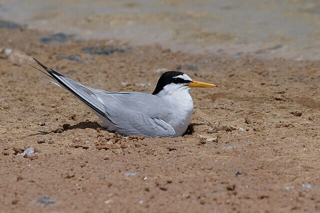 little tern