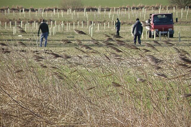 tree planting