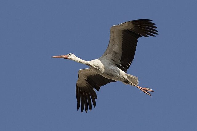 white stork
