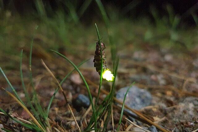 glow worm
