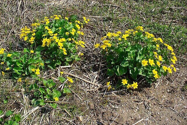 Marsh Marigold