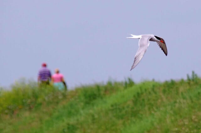Wallasea Island