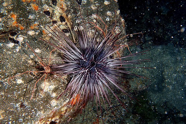 Diadema africanum sea urchin