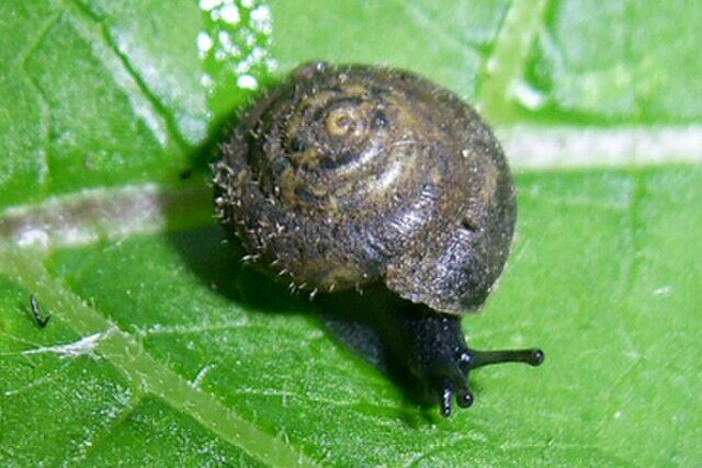 Pseudotrichia rubiginosa hairy snail
