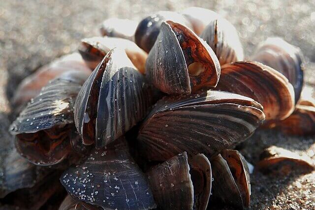Quagga Mussel