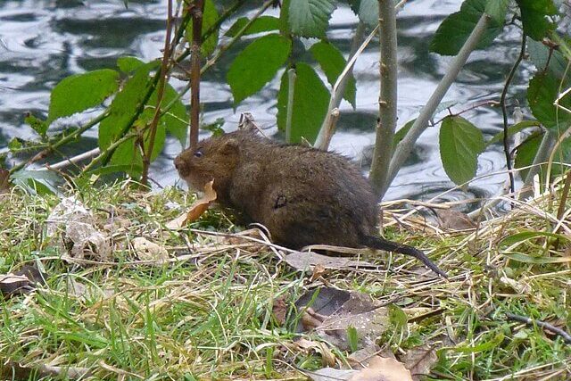 water vole