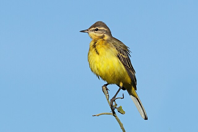 The yellow wagtail
