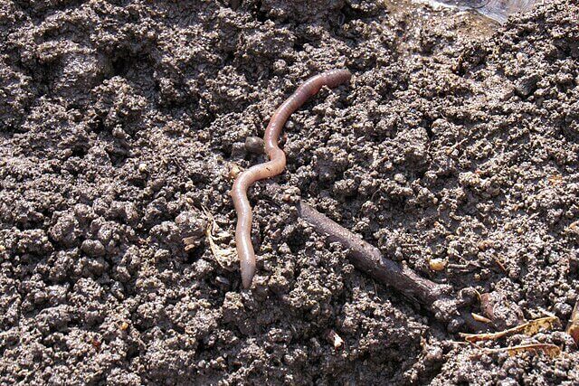 earthworms