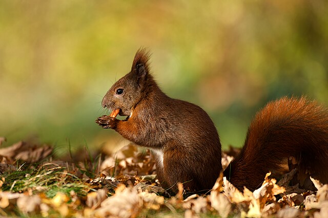 red squirrel