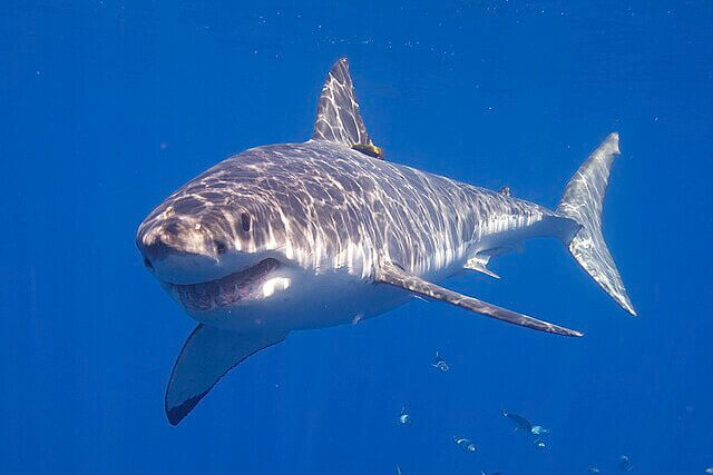 Great white shark