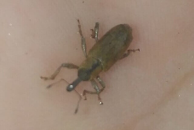 Floating Pennywort Weevil (listronotus elongatus)