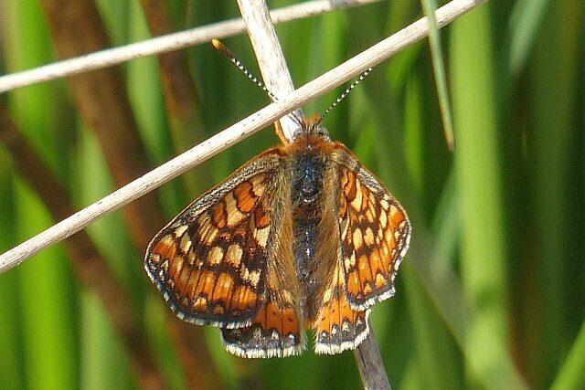 Marsh Fritillary butterfly