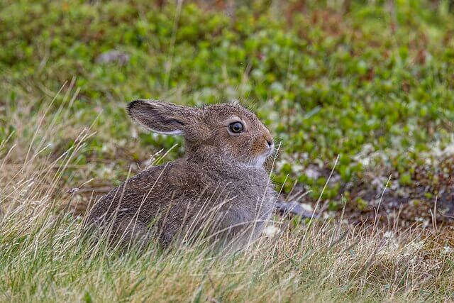 hare
