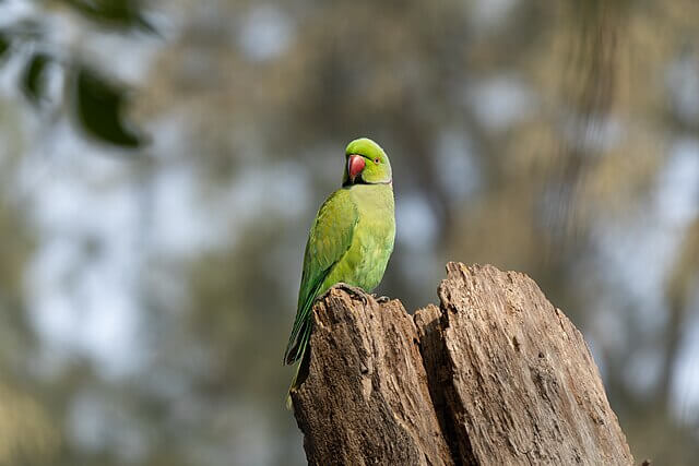 ring-necked parakeet