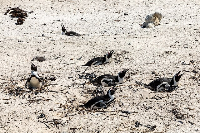 African penguins